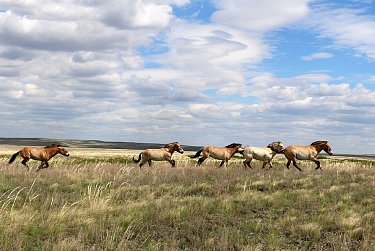 30 мая – День степи Оренбургской области