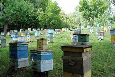 Александр Жарков о перспективах пчеловодства