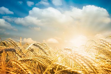 Сергей Грачев: «На всех участках труженики сельскохозяйственной отрасли проявляют трудолюбие и мастерство»