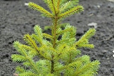 Возле детской поликлиники появились новые ели