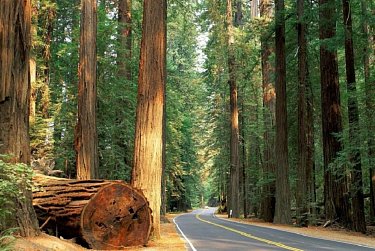 Древесина – под контролем!