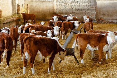 Парламентарии провели День информации в Акбулакском районе