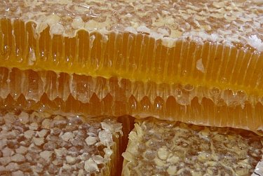 Александр Жарков о перспективах пчеловодства