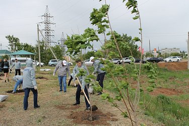 На месте бывшей свалки – кленовая аллея