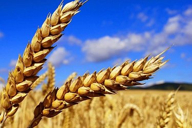 Тема обсуждения – развитие агропромышленного комплекса