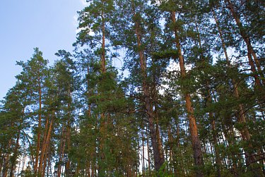 Бузулукский бор сегодня вне опасности