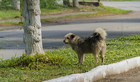 Чиновников, отвечающих за бродячих собак, предложено штрафовать