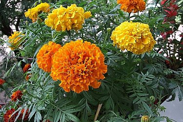 В центре социальной поддержки Андрея Аникеева стартовала акция «Оренбуржье, расцветай!»