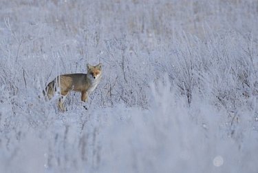 Сохранить национальные богатства
