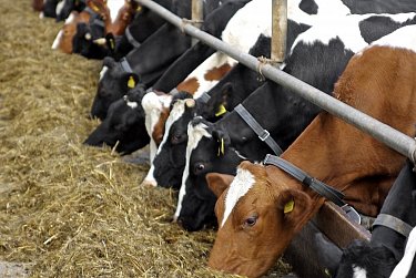 В Оренбурге рассмотрят перспективы развития мясного скотоводства  