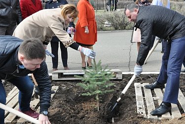 Возле детской поликлиники появились новые ели