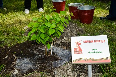 Тополь Победы в Оренбурге