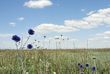 27 мая – День степи Оренбургской области