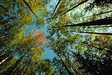 Сергей Грачев поздравил тружеников лесной отрасли Оренбуржья