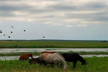 Сохранить экологию оренбургской степи