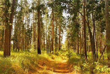 17 сентября – День работников леса